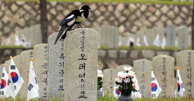 현충일을 앞두고 2일 오전 서울 동작국 국립서울현충원에서 까치들이 묘비에 올라 참배를 하는 듯 하다.