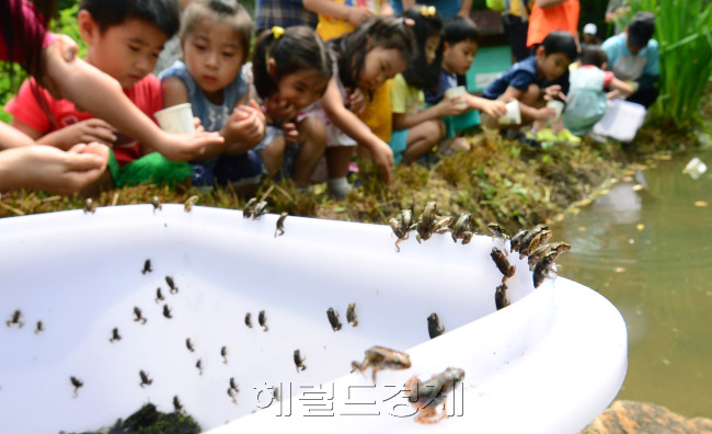 서울 강서구 주최로 23일 개화산 생태습지에서 열린 ‘북방산 개구리 방사 행사’에 참가한 유치원생들이 개구리 성체들을 습지에 놓아주고 있다. 이번 행사는 양서류 서식처가 복원된 개화산 일대에 토종 양서류인 북방산 개구리(서울시보호야생동물)를 방사해 생물종의 다양성과 토종자연성을 회복하기 위한 조치다. 박현구 기자PHKO@ 2014.06.23
서울 강서구 주최로 23일 개화산 생태습지에서 열린 ‘북방산 개구리 방사 행사’에 참가한 유치원생들이 개구리 성체들을 습지에 놓아주고 있다. 이번 행사는 양서류 서식처가 복원된 개화산 일대에 토종 양서류인 북방산 개구리(서울시보호야생동물)를 방사해 생물종의 다양성과 토종자연성을 회복하기 위한 조치다. 박현구 기자PHKO@ 2014.06.23
서울 강서구 주최로 23일 개화산 생태습지에서 열린 ‘북방산 개구리 방사 행사’에 참가한 유치원생들이 개구리 성체들을 습지에 놓아주고 있다. 이번 행사는 양서류 서식처가 복원된 개화산 일대에 토종 양서류인 북방산 개구리(서울시보호야생동물)를 방사해 생물종의 다양성과 토종자연성을 회복하기 위한 조치다. 박현구 기자PHKO@ 2014.06.23