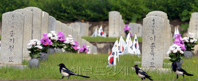 6.25 한국전쟁 64주년을 앞두고 24일 서울 동작구 국립현충원 한국전쟁 전사자 묘역에서 까치들이 참배를 하는 듯 하다.<br />김명섭 기자 msiron@heraldcorp.com
6.25 한국전쟁 64주년을 앞두고 24일 서울 동작구 국립현충원 한국전쟁 전사자 묘역에서 까치들이 참배를 하는 듯 하다.
김명섭 기자 msiron@heraldcorp.com