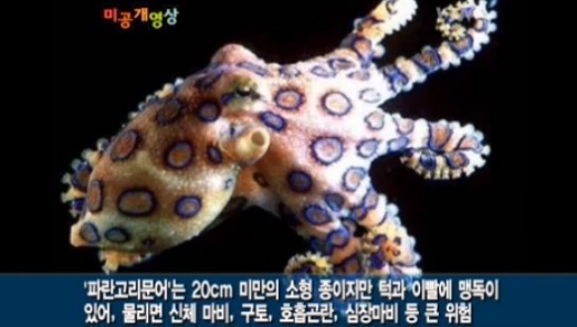 ▲제주 파란고리문어(사진=영상 캡처)