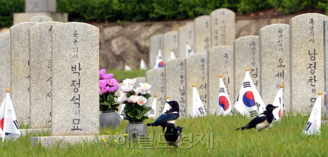 6.25 한국전쟁 64주년을 앞두고 24일 서울 동작구 국립현충원 한국전쟁 전사자 묘역에서 까치들이 참배를 하는 듯 하다.<br />김명섭 기자 msiron@heraldcorp.com