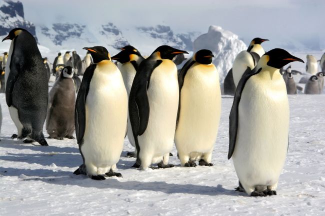 Emperor penguins.   123rf