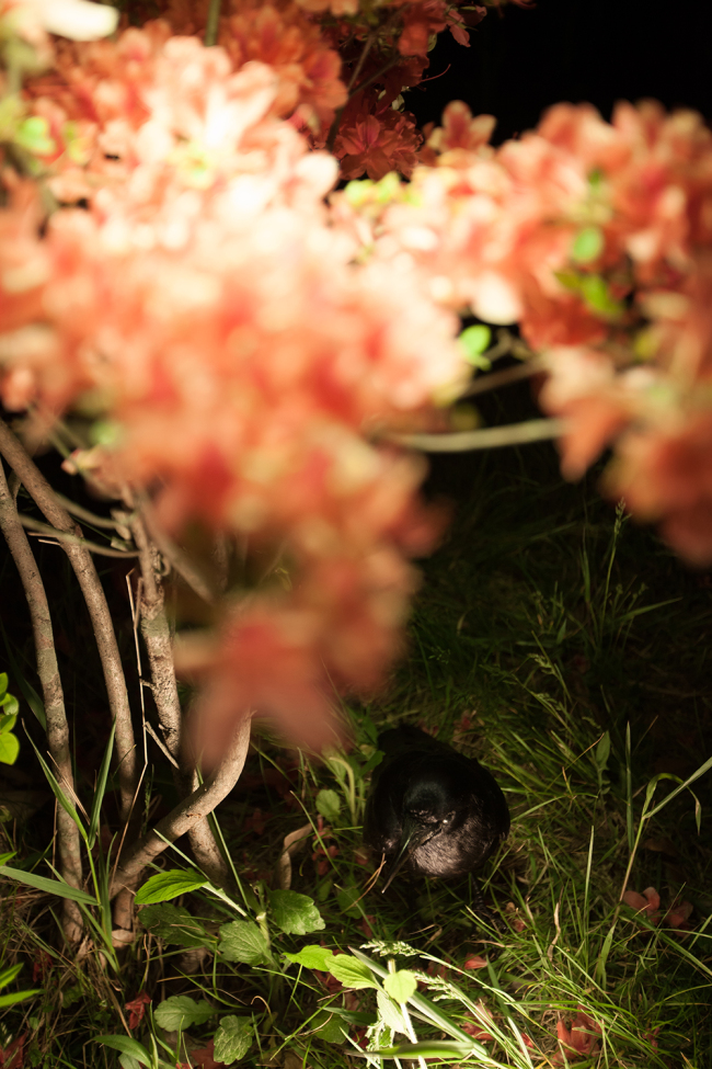 “A Night of Burning Bone and Skin” by Yangachi.   Hakgojae Gallery