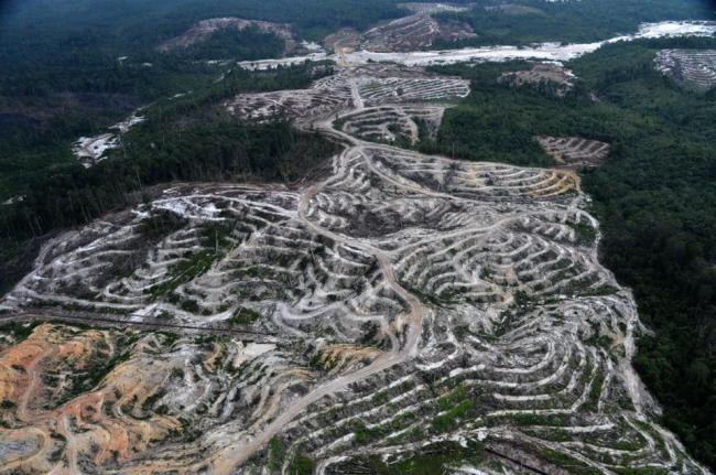 This photograph taken on Feb. 24, during an aerial survey mission by Greenpeace in Central Kalimantan province on Indonesia’s Borneo Island, shows deforestation to make way for a palm oil plantation in a Borneo forest. (AFP)
This photograph taken on Feb. 24, during an aerial survey mission by Greenpeace in Central Kalimantan province on Indonesia’s Borneo Island, shows deforestation to make way for a palm oil plantation in a Borneo forest. (AFP)