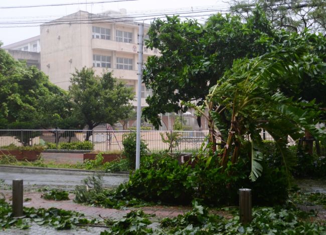 Trees have collapsed by strong wind at Naha in Japan’s southern island of Okinawa on Tuesday.   AFP-Yonhap