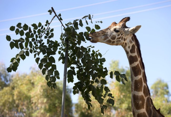 Goody, a 16-year-old giraffe, eats tree trimmings raised up on a pole at the Sacramento Zoo on June 24.   Sacramento Bee/MCT