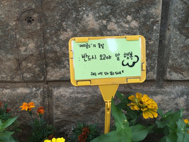 제주도 수학여행길에 올랐다가 세월호 참사를 겪은 경기도 안산시 단원고등학교. 이 학교 옆 화단에 놓인 화분 중 ‘메리골드’의 꽃말, “반드시 오고야 말 행복”이란 문구가 학생들의 바람을 담은 듯 시선을 사로잡는다 (왼쪽 사진). 21일 오후 1시께 방문한 경기도 안산 화랑유원지에 자리한 정부합동분향소. 인산인해를 이루던 조문객들 행렬은 더 이상 찾아보기 힘들다.