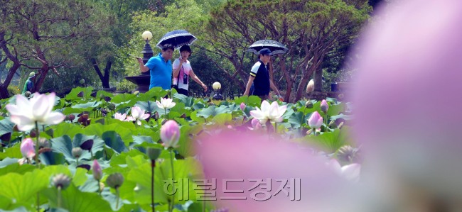 본격적인 여름휴가가 한창인 가운데 경기도 양평군 세미원에서 관광객들이 뜨거운 여름볕아래 활짝핀 연꽃을 보며 편안한 휴가를   보내고 있다.<br />김명섭 기자 msiron@heraldcorp.com
본격적인 여름휴가가 한창인 가운데 경기도 양평군 세미원에서 관광객들이 뜨거운 여름볕아래 활짝핀 연꽃을 보며 편안한 휴가를   보내고 있다.
김명섭 기자 msiron@heraldcorp.com
본격적인 여름휴가가 한창인 가운데 경기도 양평군 세미원에서 관광객들이 뜨거운 여름볕아래 활짝핀 연꽃을 보며 편안한 휴가를   보내고 있다.
김명섭 기자 msiron@heraldcorp.com