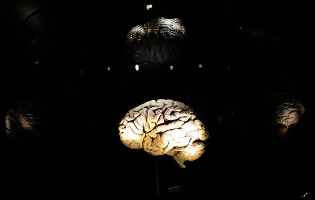 A view of an interactive display at the American Museum of Natural History in New York.   AFP