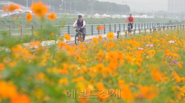 말복이자 가을의 시작, 입추인 8일 오전 서울 중랑천변에 황하코스모스가 피기 시작해 운동하는 시민들에게 가을정취 보이고 있다.<br />김명섭 기자 msiron@heraldcorp.com
말복이자 가을의 시작, 입추인 8일 오전 서울 중랑천변에 황하코스모스가 피기 시작해 운동하는 시민들에게 가을정취 보이고 있다.
김명섭 기자 msiron@heraldcorp.com