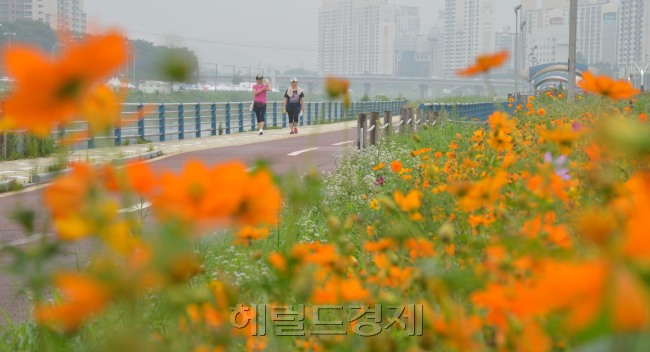 말복이자 가을의 시작, 입추인 8일 오전 서울 중랑천변에 황하코스모스가 피기 시작해 운동하는 시민들에게 가을정취 보이고 있다.<br />김명섭 기자 msiron@heraldcorp.com