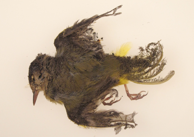 <YONHAP PHOTO-0891> This October 2013 photo provided by the U.S. Fish and Wildlife Service shows a burned MacGillivray's Warbler that was found at the Ivanpah solar plant in the California Mojave Desert. Workers at a state-of-the-art new solar plant have a word for the birds that fly over the plant’s five-mile field of mirrors, “streamers,” for the puff of smoke as the birds ignite in mid-air and fall singed to the ground. (AP Photo/U.S. Fish and Wildlife Service)/2014-08-18 13:41:18/ <저작권자 ⓒ 1980-2014 ㈜연합뉴스. 무단 전재 재배포 금지.>
A dead bird found near the Ivanpah solar plant in the California Mojave Desert   AP-Yonhap