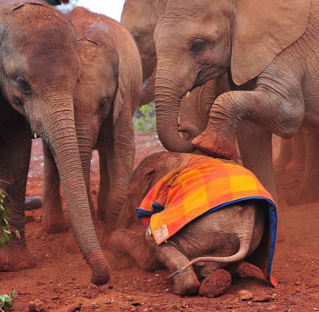 Orphaned baby elephants play at the David Sheldrick Elephant Orphanage, in the Nairobi National Park in Kenya.    AFP-Yonhap