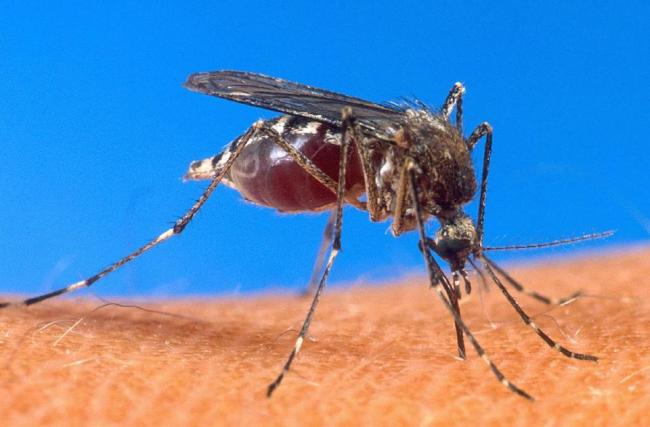 Malaria killed an estimated 627,000 people in 2012, according to the World Health Organization.   AFP-Yonhap