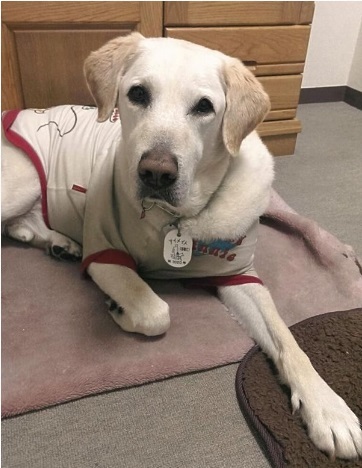 Guide dog Oscar.   The Japan News, Courtesy of Noritoshi Sato