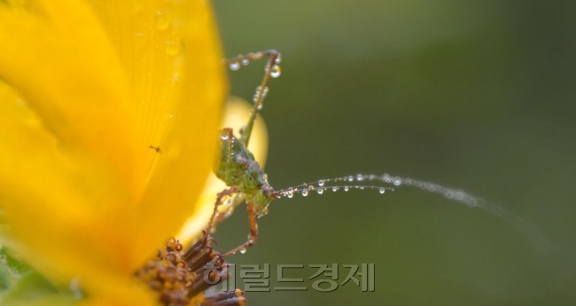 낮과 밤의 기온차이로 이슬이 맺힌다는 24절기 중 백로(9월8일)가 지난 가운데 강원도 태백시 태백산 등산로에서 아침이슬을 머금은 여치가 쉬고 있다.<br />태백= 김명섭 기자 msiron@heraldcorp.com
낮과 밤의 기온차이로 이슬이 맺힌다는 24절기 중 백로(9월8일)가 지난 가운데 강원도 태백시 태백산 등산로에서 아침이슬을 머금은 여치가 쉬고 있다.
태백= 김명섭 기자 msiron@heraldcorp.com
한가위가 지나자 완연히 가을날씨다. 마침 한가위인 8일이 ‘낮과 밤의 기온차이로 이슬이 맺힌다는 24절기 중 백로였다. 백로가 지날 무렵 강원도 태백시 태백산 등산로에서 아침이슬을 머금은 여치가 쉬고 있다. 태백=김명섭 기자 msiron@heraldcorp.com