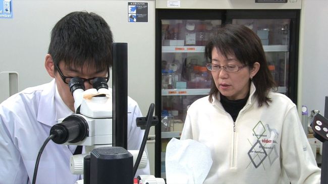 Riken research institute project leader Masayo Takahashi (right) at work.    AFP