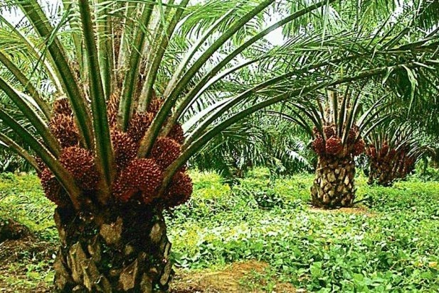 Malaysia is at the forefront of sustainable palm oil production, said Malaysian Palm Oil Council chairman Datuk Lee Yeow Chor.   The Star