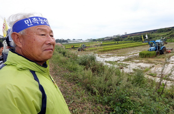 A farmer looks at his rice field while appealing for high tarrifs on imported rice. (Yonhap)