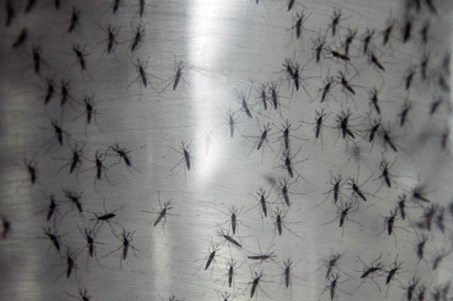 A container holds genetically modified aedes aegypti mosquitoes before they are released in Panama City.   AP-Yonhap