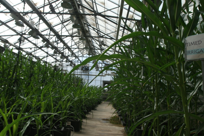 몬산토는 세계 최대 GMO 기업으로 미국 미주리 주 세인트루이스에 본사를 두고 있다. 사진은 몬산토 연구소 내 GMO 재배 실험 온실로, 이곳에서 가뭄 저항성, 해충 저항성 등 특정 유전자 형질을 지닌 GMO 콩과 옥수수 등이 실험 재배되고 있다.