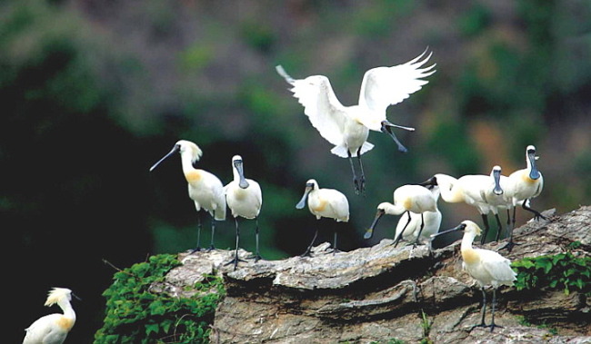 This photo taken by Koo Sang-beom of a flock of black-faced spoonbills at the Demilitarized Zone ranked No. 1 in an arts contest hosted by the Ministry of Environment to commemorate the 60th anniversary of the armistice agreement of the Korean War last year.   Ministry of Environment