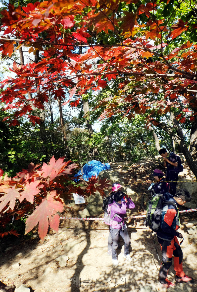 8일 찬 이슬이 맺힌다는 24절기 중 한로이다. 설악산에서 시작된 단풍이 북한산에도 물들기 시작해 등산객들이 의상능선에서 등산을 하며 가을정취를 만끽하고 있다.<br />김명섭 기자 msiron@heraldcorp.com
8일 찬 이슬이 맺힌다는 24절기 중 한로이다. 설악산에서 시작된 단풍이 북한산에도 물들기 시작해 등산객들이 의상능선에서 등산을 하며 가을정취를 만끽하고 있다.
김명섭 기자 msiron@heraldcorp.com
8일 찬 이슬이 맺힌다는 24절기 중 한로이다. 설악산에서 시작된 단풍이 북한산에도 물들기 시작해 등산객들이 의상능선에서 등산을 하며 가을정취를 만끽하고 있다.
김명섭 기자 msiron@heraldcorp.com