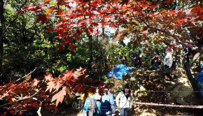 8일 찬 이슬이 맺힌다는 24절기 중 한로이다. 설악산에서 시작된 단풍이 북한산에도 물들기 시작해 등산객들이 의상능선에서 등산을 하며 가을정취를 만끽하고 있다.<br />김명섭 기자 msiron@heraldcorp.com
8일 찬 이슬이 맺힌다는 24절기 중 한로이다. 설악산에서 시작된 단풍이 북한산에도 물들기 시작해 등산객들이 의상능선에서 등산을 하며 가을정취를 만끽하고 있다.
김명섭 기자 msiron@heraldcorp.com
8일 찬 이슬이 맺힌다는 24절기 중 한로이다. 설악산에서 시작된 단풍이 북한산에도 물들기 시작해 등산객들이 의상능선에서 등산을 하며 가을정취를 만끽하고 있다.
김명섭 기자 msiron@heraldcorp.com