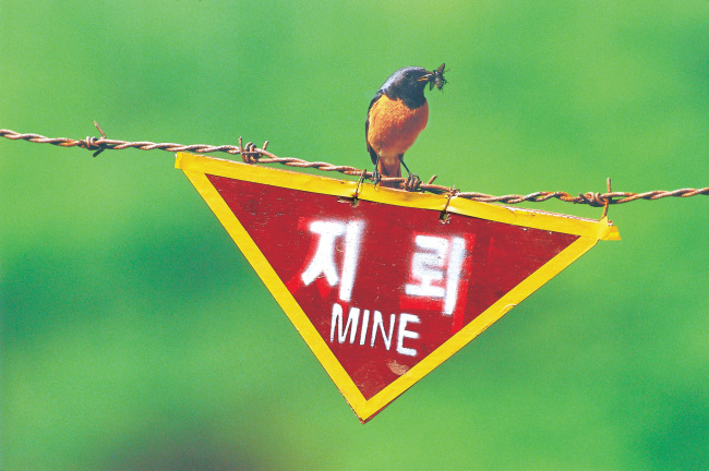 A daurian redstart over a minefield in the Demilitarized Zone between the two Koreas   Korean secretariat of CBD