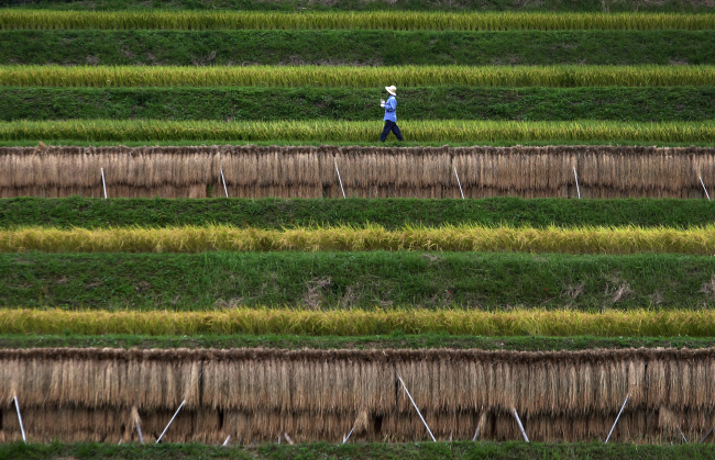 A farmer walks through terraced rice paddy fields in Fujinomiya, Shizuoka Prefecture, Japan.   Bloomberg