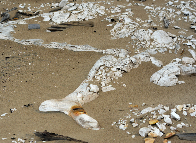 A giant chariot driver’s foot and leg emerge from wind-blown sand at Guadalupe Dunes, California, the site of Cecil B. DeMille’s 1923 silent epic “The Ten Commandments,” in October 2014.   AP-Yonhap