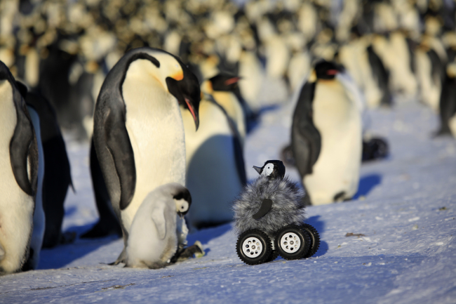 A remote-controlled roving camera camouflaged as a penguin   AP-Yonhap