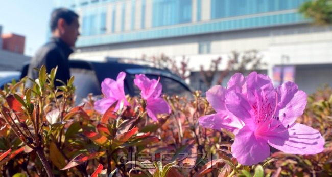 입동인 7일 서울 한담동 한 도로변에서 봄에 피는 꽃 철쭉이 연분홍 꽃과 붉게 물든 잎을 동시에 보여 눈길을 끌고 있다.<br />김명섭 기자 msiron@heraldcorp.com
입동인 7일 서울 한담동 한 도로변에서 봄에 피는 꽃 철쭉이 연분홍 꽃과 붉게 물든 잎을 동시에 보여 눈길을 끌고 있다.
김명섭 기자 msiron@heraldcorp.com
