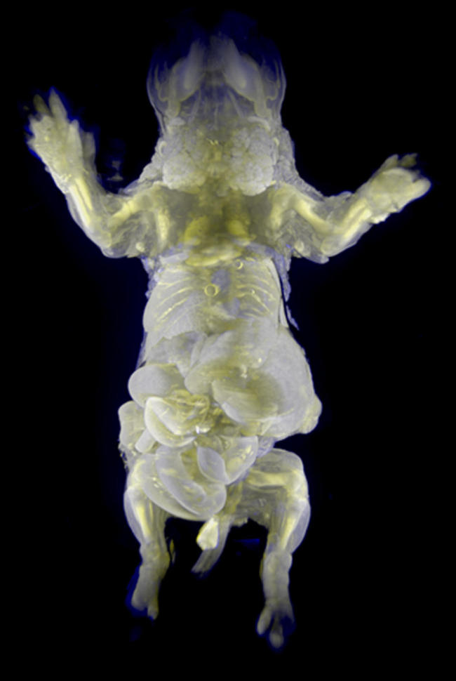 The transparent mouse.   AFP-Yonhap