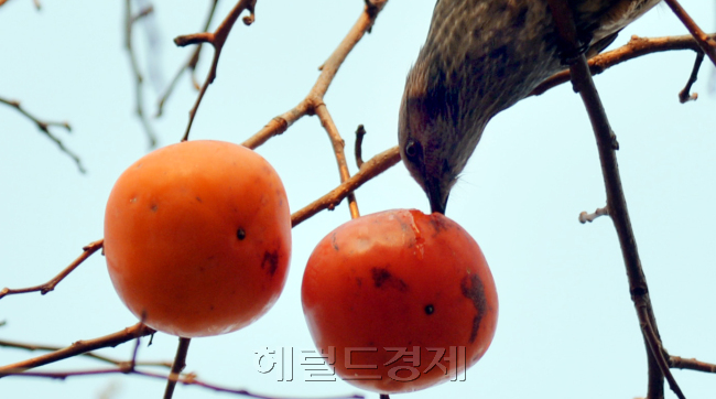 낮과 밤의 기온차로 도심 공원의 홍시가 익어가며 새들에게도 풍성한 가을이 되고 있다. 10일 오전 서울 선유도 공원에서 직박구리 한 마리가 감을 쪼는 모습이 만추의 풍경을 선사하고 있다.<br />김명섭 기자 msiron@heraldcorp.com
낮과 밤의 기온차로 도심 공원의 홍시가 익어가며 새들에게도 풍성한 가을이 되고 있다. 10일 오전 서울 선유도 공원에서 직박구리 한 마리가 감을 쪼는 모습이 만추의 풍경을 선사하고 있다.
김명섭 기자 msiron@heraldcorp.com
낮과 밤의 기온차로 도심 공원의 홍시가 익어가며 새들에게도 풍성한 가을이 되고 있다. 10일 오전 서울 선유도 공원에서 직박구리 한 마리가 감을 쪼는 모습이 만추의 풍경을 선사하고 있다.
김명섭 기자 msiron@heraldcorp.com