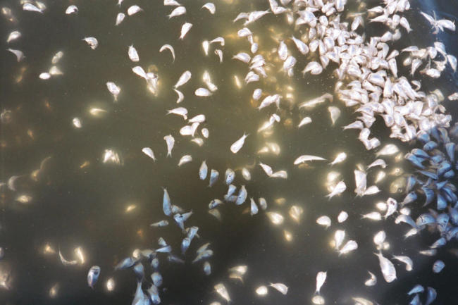 Dead fish floating in Narragansett Bay, Rhode Island.   AP