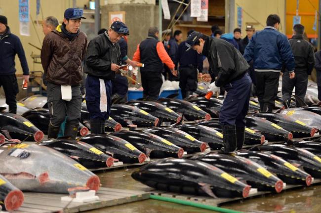 Bluefin tunas at Tokyo’s Tsukiji Fish Market   AFP