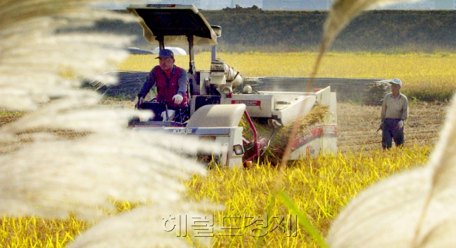 경기도 김포의 한농민이 트랙터를 이용해누렇게 익은 벼의가을 걷이를 하고있다./10.17. 이존환 기자
경기도 김포의 한농민이 트랙터를 이용해누렇게 익은 벼의가을 걷이를 하고있다./10.17. 이존환 기자
경기도 김포의 한농민이 트랙터를 이용해누렇게 익은 벼의가을 걷이를 하고있다./10.17. 이존환 기자
경기도 김포의 한농민이 트랙터를 이용해누렇게 익은 벼의가을 걷이를 하고있다./10.17. 이존환 기자