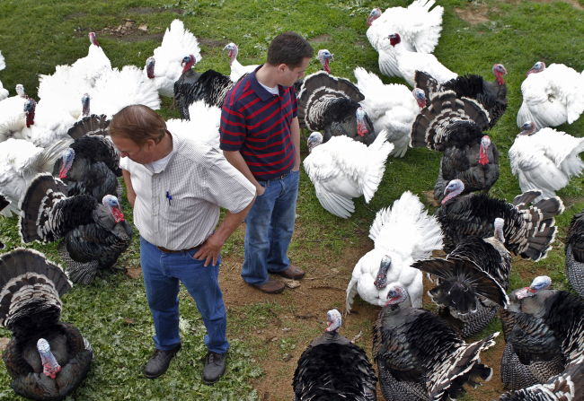 Choosing a Thanksgiving turkey is no easy task. TCA
