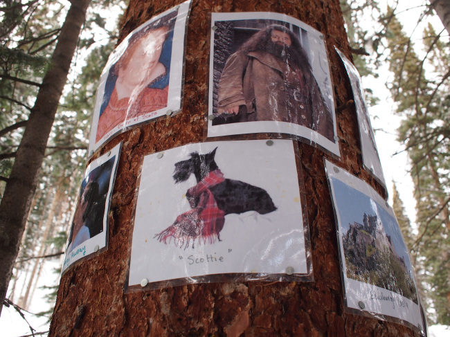 Photos are tacked on trees at the Scottish shrine on Colorado’s Aspen Mountain. (TCA)