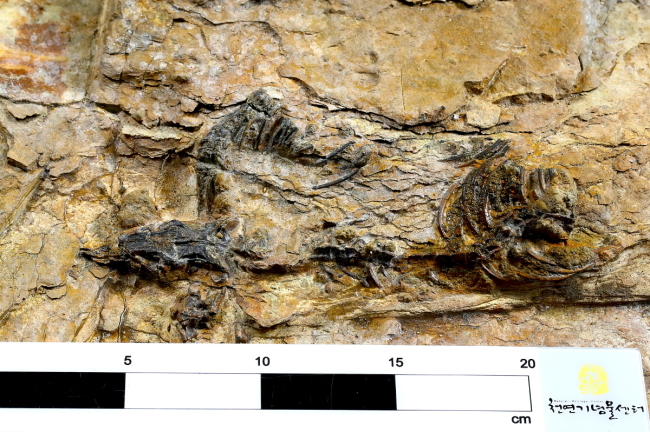 The National Research Institute of Cultural Heritage said Monday that it had found the fossil of a Theropoda dinosaur from the early Cretaceous period (110 million to 120 million years ago) in Hadong, South Gyeongsang Province. Theropoda is a group of bipedal carnivorous dinosaurs that walked on two feet. It is the first time a Theropoda fossil has been found in Korea with the head well preserved.    Yonhap