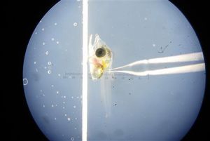 A researcher uses a needle to insert reproductive cells from a bluefin tuna into a mackerel fry.   AP