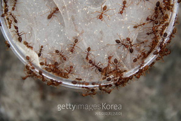 [사진 =게티이미지]
[사진 =게티이미지]