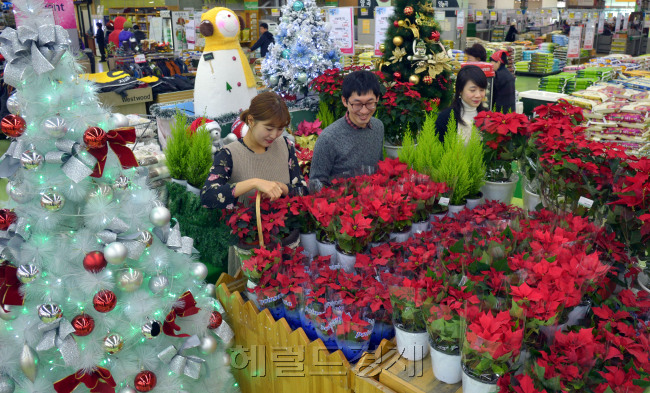 초겨울 한파가 연일 계속이어지고 있는 가운데 크리스마스꽃으로로 불리는 국내산 '포인세티아가 시민들의 눈길을 끌고 있다. 포인세티아는 해가 짧아지고 온도가 내려가면 잎이 아름답게 착색돼 관상 가치가 높아지며 크리스마스쯤에 개화하는 특성이 있어 미국과 유럽에서는 전통적인 크리스마스 장식화로 알려져 있다. (주)농협유통은 소비부진과 엔화하락에 따른 수출 감소를 겪고 있는 화훼농가를 돕기위해 9일 부터 농협하나로클럽 양재점에서 전시판매하고 있다.<br />김명섭 기자 msiron@heraldcorp.cpm
초겨울 한파가 연일 계속이어지고 있는 가운데 크리스마스꽃으로로 불리는 국내산 '포인세티아가 시민들의 눈길을 끌고 있다. 포인세티아는 해가 짧아지고 온도가 내려가면 잎이 아름답게 착색돼 관상 가치가 높아지며 크리스마스쯤에 개화하는 특성이 있어 미국과 유럽에서는 전통적인 크리스마스 장식화로 알려져 있다. (주)농협유통은 소비부진과 엔화하락에 따른 수출 감소를 겪고 있는 화훼농가를 돕기위해 9일 부터 농협하나로클럽 양재점에서 전시판매하고 있다.
김명섭 기자 msiron@heraldcorp.cpm
초겨울 한파가 연일 계속이어지고 있는 가운데 크리스마스꽃으로로 불리는 국내산 '포인세티아가 시민들의 눈길을 끌고 있다. 포인세티아는 해가 짧아지고 온도가 내려가면 잎이 아름답게 착색돼 관상 가치가 높아지며 크리스마스쯤에 개화하는 특성이 있어 미국과 유럽에서는 전통적인 크리스마스 장식화로 알려져 있다. (주)농협유통은 소비부진과 엔화하락에 따른 수출 감소를 겪고 있는 화훼농가를 돕기위해 9일 부터 농협하나로클럽 양재점에서 전시판매하고 있다.
김명섭 기자 msiron@heraldcorp.cpm
겨울의 꽃 ‘포인세티아’…크리스마스에 빠질 수 없죠