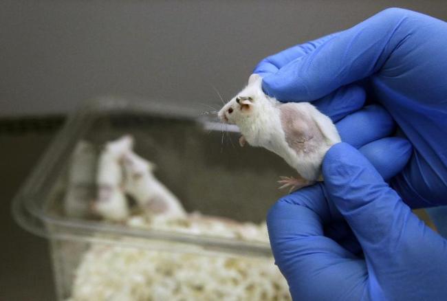 A mouse carrying a cancer patient’s tumor graft under its skin.   AP-Yonhap