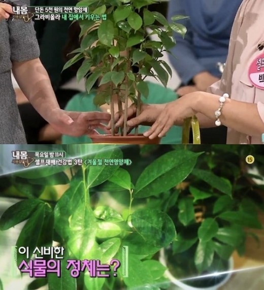 그라비올라