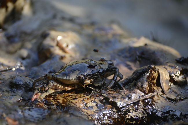 A crab covered in oil lies on the banks of the Shela River after an oil-tanker carrying 350,000 liters of furnace oil collided with another vessel in Mongla, Bangladesh. (AFP-Yonhap)