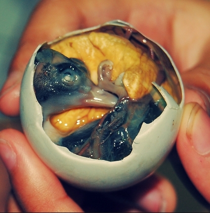 필리핀의 혐오음식 발롯은 해장으로도 일품이다
필리핀의 혐오음식 발롯은 해장으로도 일품이다