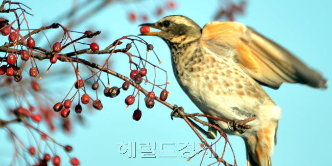 서울 북악산에서 직박구리가 지난 봄 화려하게 꽃을 피우고 가을에 열매를 맺은 산수유를 먹으며 겨울을 나고 있다. 올해도 사을 밖에 남지 않았지만 우리 모두도 유종의 열매를 거두길 희망한다.<br />김명섭 기자 msiron@heraldcorp.com
서울 북악산에서 직박구리가 지난 봄 화려하게 꽃을 피우고 가을에 열매를 맺은 산수유를 먹으며 겨울을 나고 있다. 올해도 사을 밖에 남지 않았지만 우리 모두도 유종의 열매를 거두길 희망한다.
김명섭 기자 msiron@heraldcorp.com