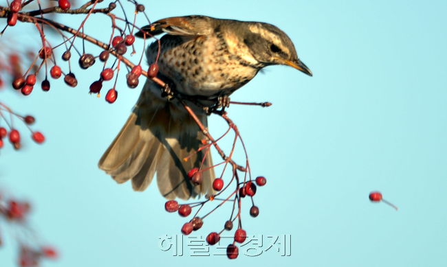 서울 북악산에서 직박구리가 지난 봄 화려하게 꽃을 피우고 가을에 열매를 맺은 산수유를 먹으며 겨울을 나고 있다. 올해도 사을 밖에 남지 않았지만 우리 모두도 유종의 열매를 거두길 희망한다.<br />김명섭 기자 msiron@heraldcorp.com
서울 북악산에서 직박구리가 지난 봄 화려하게 꽃을 피우고 가을에 열매를 맺은 산수유를 먹으며 겨울을 나고 있다. 올해도 사을 밖에 남지 않았지만 우리 모두도 유종의 열매를 거두길 희망한다.
김명섭 기자 msiron@heraldcorp.com